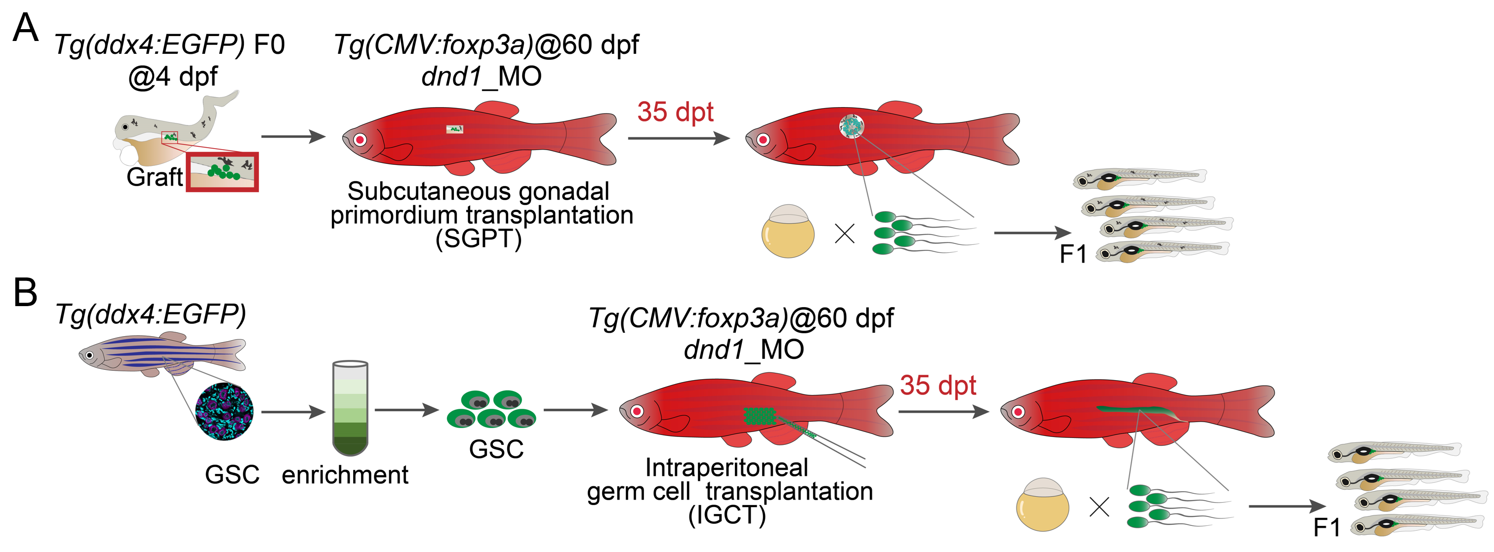球盟会(中国)建立鱼类诱导性Treg技术提升鱼类借腹生殖效率